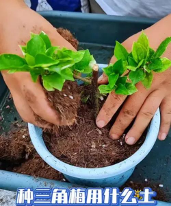 三角梅用什么土栽培