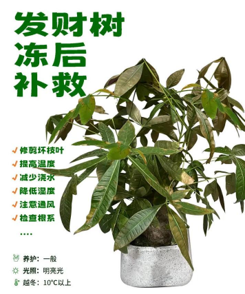 发财树冻了 怎么解救