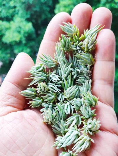 家庭养花用生根粉