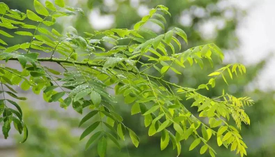 防雾霾树有哪些