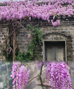南京市市的市花是什么花