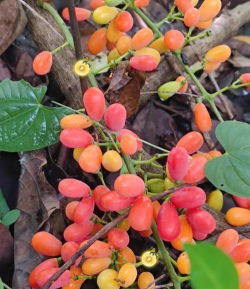 五色果子有哪些