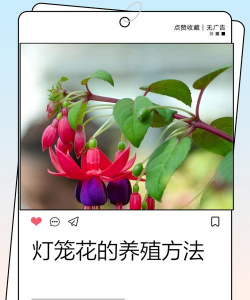 家庭养花用生根粉