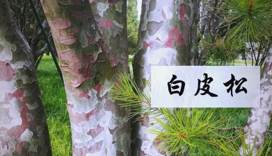 白皮松树干什么用