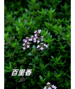 百里香长得什么样子植物