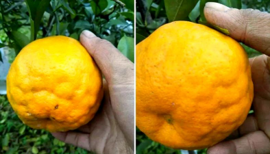柑橘浮皮果产生的四大原因与主要防治对策