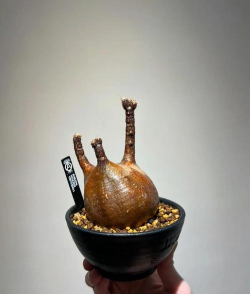 象牙宫怎么发根