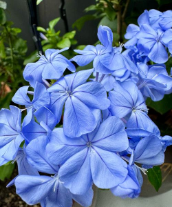 有哪些雪蓝色的花