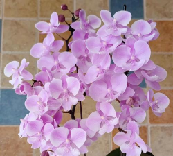 粉色盆栽种类有哪些