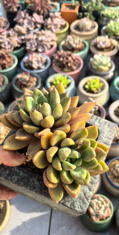 黄金象牙 多肉怎么养