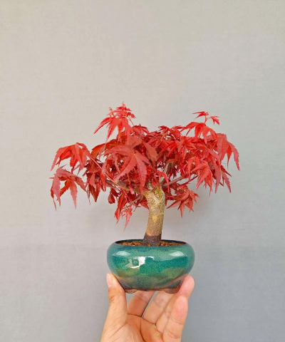 日本红枫盆栽怎么养