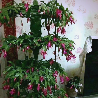 家庭养花用生根粉