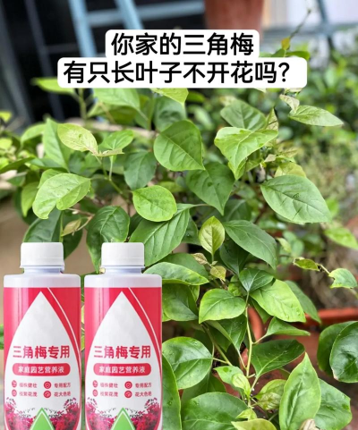 家庭养花用生根粉