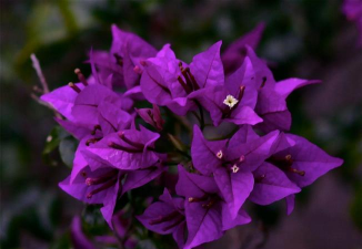 紫色花朵有哪些品种