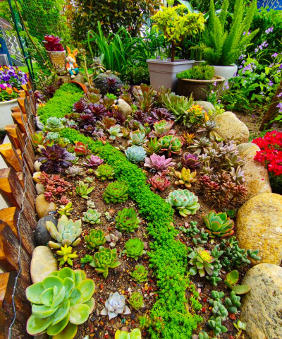 多肉哪些适合地栽