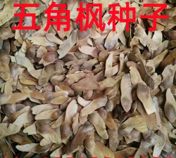 什么地方收五角枫种子