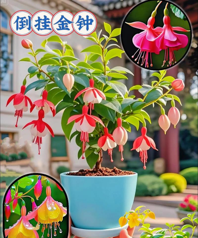 家庭养花用生根粉