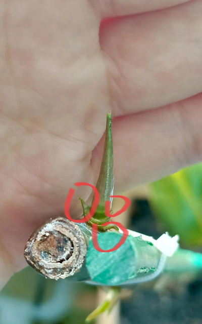 家庭养花用生根粉