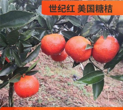 世纪红柑橘如何种植世纪红柑橘种植技术