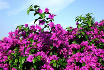 九重葛什么时候修剪最好