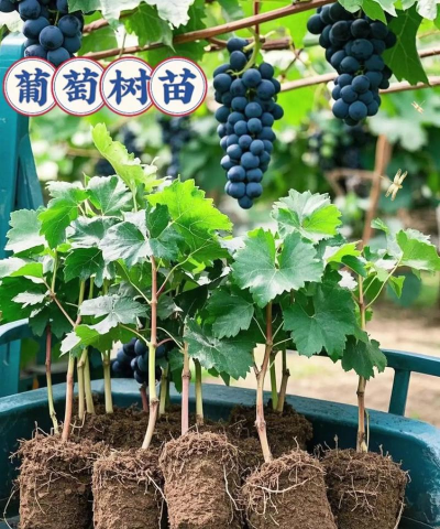 葡萄苗夏秋管理不放松