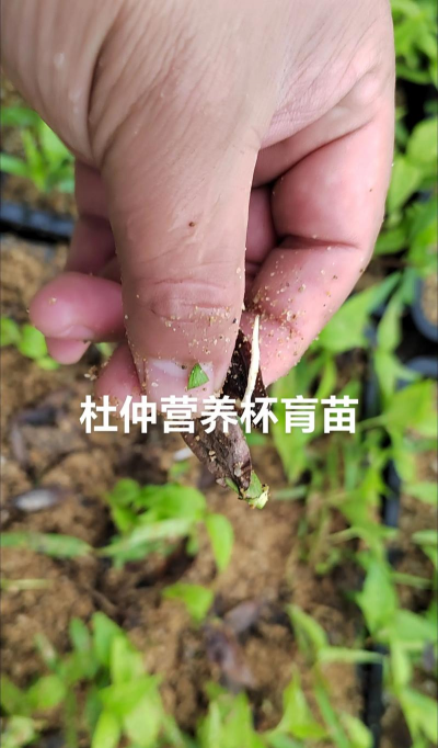 杜仲种子怎么种出苗齐