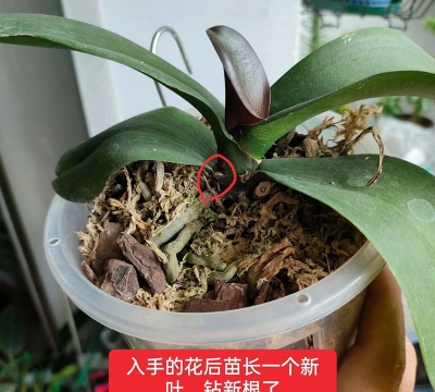 家庭养花用生根粉