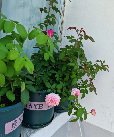 家庭养花用生根粉