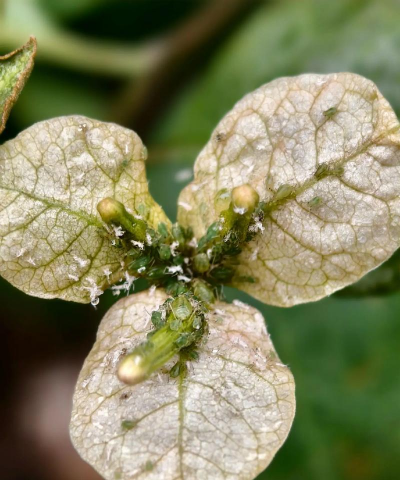 家庭养花用生根粉