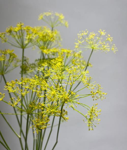 和小茴香一样的花叫什么