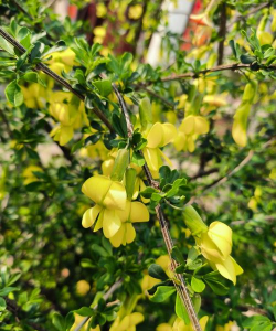 锦鸡儿花如何保存