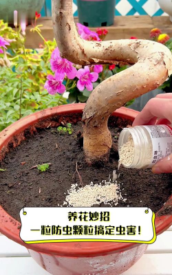 家庭养花用生根粉