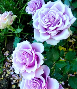 养花紫色仙子好吗