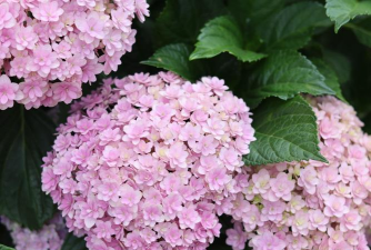 复瓣的花有哪些