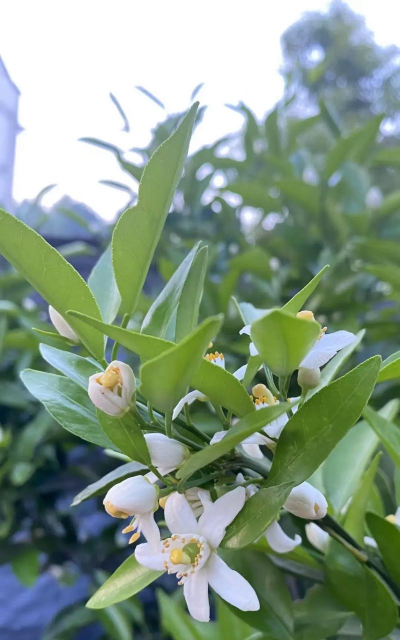 橘子树上的花是什么样的