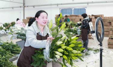 家庭养花用生根粉