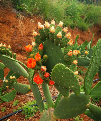 仙人掌仙人掌长什么样