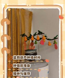 怎样养花葫芦最好