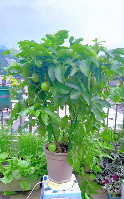 家养观果类植物有哪些