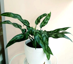 绿植黑美人为什么会烂茎