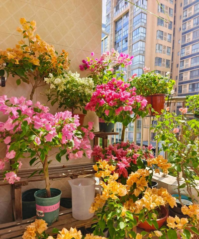 家庭养花用生根粉