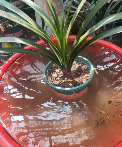 家庭养花用生根粉