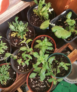 家庭养花用生根粉