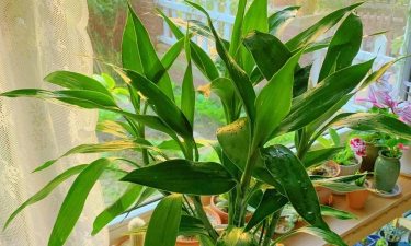 尖叶像富贵竹的是什么花