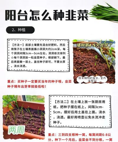 阳台怎么种韭菜