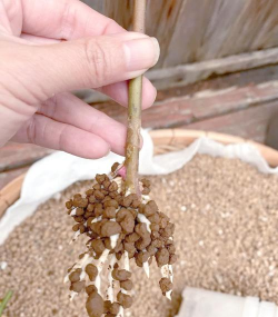 家庭养花用生根粉