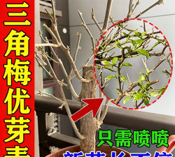 家庭养花用生根粉