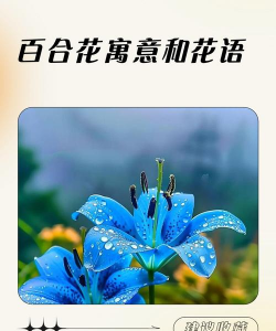 百合花是寓意是什么意思