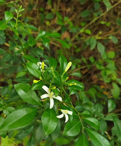 像千里香的花是什么花