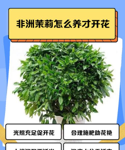 怎么养非洲茉莉